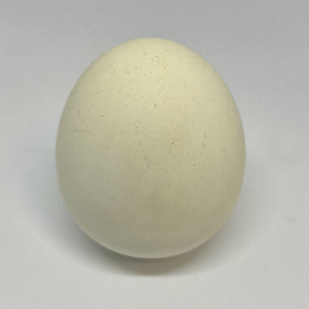 egg-antiodeur2-1080